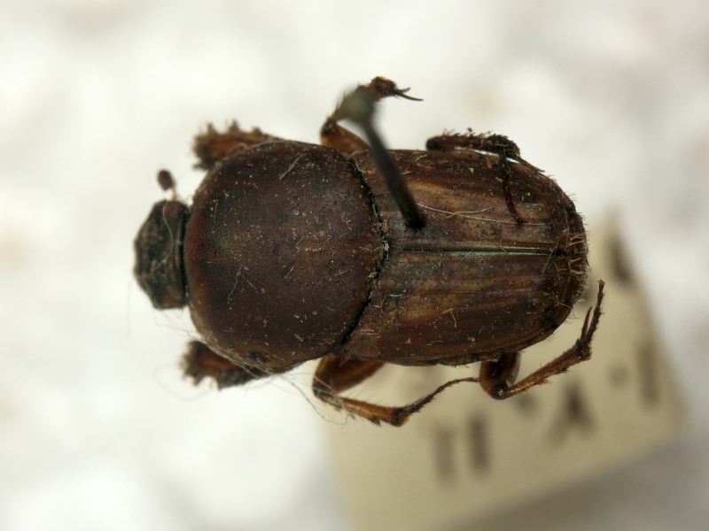 Euoniticellus fulvus (Goeze, 1777)